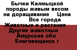 Бычки Калмыцкой породы живым весом на доращивание. › Цена ­ 135 - Все города Животные и растения » Другие животные   . Амурская обл.,Благовещенск г.